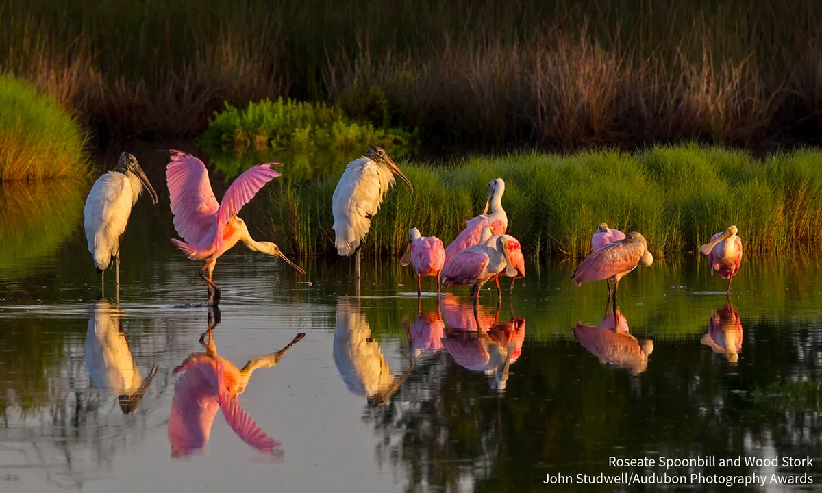 audubonsociety's tweet photo. This #WorldWetlandsDay, learn about the role that @AudubonFL plays in protecting the Sunshine State’s unique ecosystem, characterized by its wetlands, forests, and diverse wildlife. https://t.co/z9z79v1pkR https://t.co/qR5dW0Xdw0