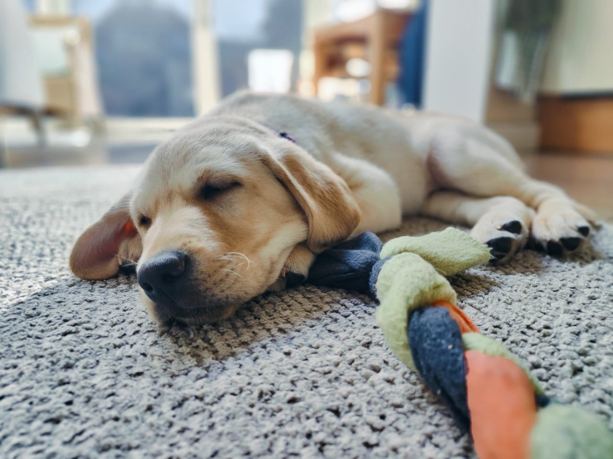 Albert Vader (@albert_vader) on Twitter photo Wij zijn sinds vrijdag het <a href="/KNGFGeleidehond/">KNGF Geleidehonden</a> puppypleeggezin van Ronin. Daar zijn wij heel blij mee. Onze eerste pup (sponsorpup) gaan binnenkort naar school in Amstelveen. Maar tot die tijd kunnen ze lekker samen spelen. Wij zijn sinds vrijdag het <a href="/KNGFGeleidehond/">KNGF Geleidehonden</a> puppypleeggezin van Ronin. Daar zijn wij heel blij mee. Onze eerste pup (sponsorpup) gaan binnenkort naar school in Amstelveen. Maar tot die tijd kunnen ze lekker samen spelen.