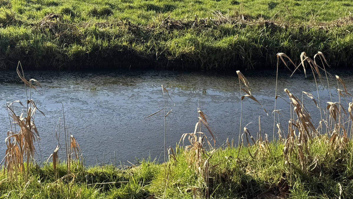 Geert Wilders tweet media