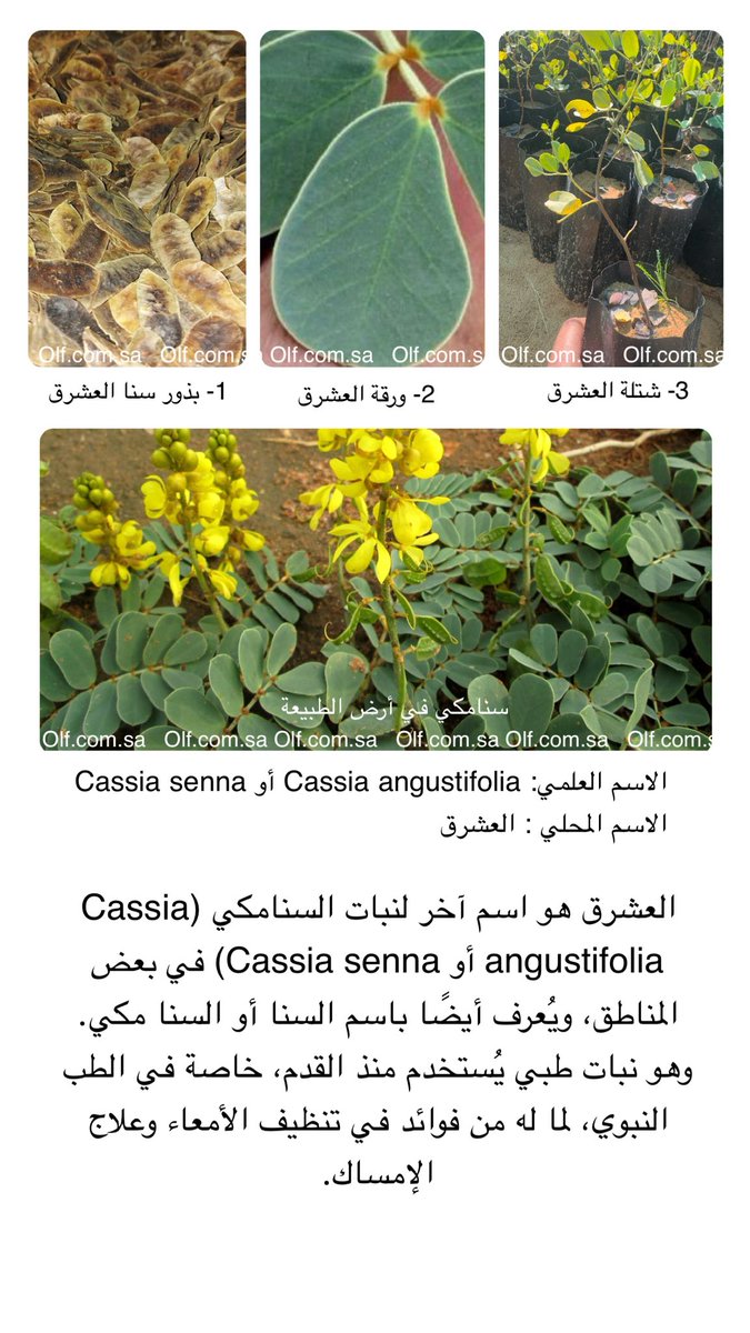 ollfsa's tweet photo. الاسم العلمي: Cassia angustifolia أو Cassia senna
الاسم المحلي : العشرق
#angustifolia #Cassia #Cassia senna #العشرق #سنامكي #اولف #الطبيعه https://t.co/1Ep3epfHeK