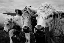 MyVegan_Reach's tweet photo. Animals are not ours to use for entertainment or food. Join the movement towards a cruelty-free life. #NotoFur #NotoLeather #NotoMeat #GoVegan https://t.co/N29O3rqKvp