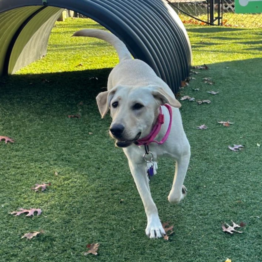 Paws of War tweet media