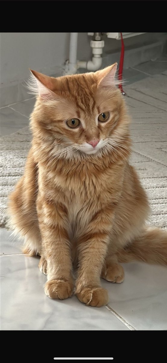 kedilernilknuru's tweet photo. ‼️ LEO KAYIP ‼️
İzmir Karabağlar Bahçelievler mahallesinde kayboldu 2 gündür kayıp iletişim 05394097286
Erkek, kısır, çipli. https://t.co/CDJpHPsr0H