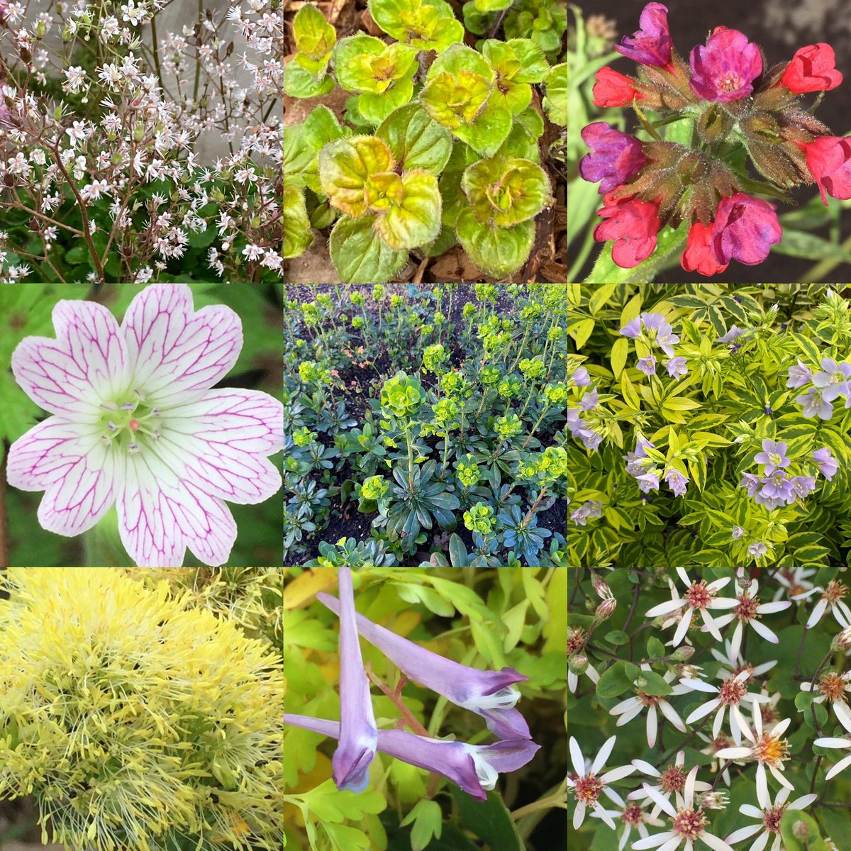 stride, so we’ve opened the web shop again. More plants will be added as they start growing strongly. All our plants are grown outside, so initially they’ll only be added a few at a time but when they arrive with you they won’t need any protection and can go straight outside.