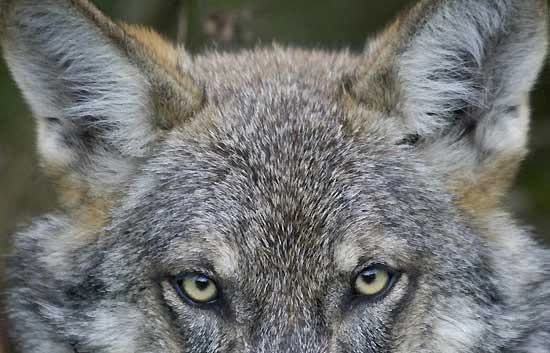 En euskera el mes de febrero se traduce como "otsaila", aunque la traducción literal sería "el mes de los lobos".

Así pues, ¡Feliz mes de los lobos a todos los amantes de la Natura!

🐺: Wolf Eyes (Los ojos del lobo) / Paul Winter Consort:
youtu.be/8UxnfhX9Dqc?si…