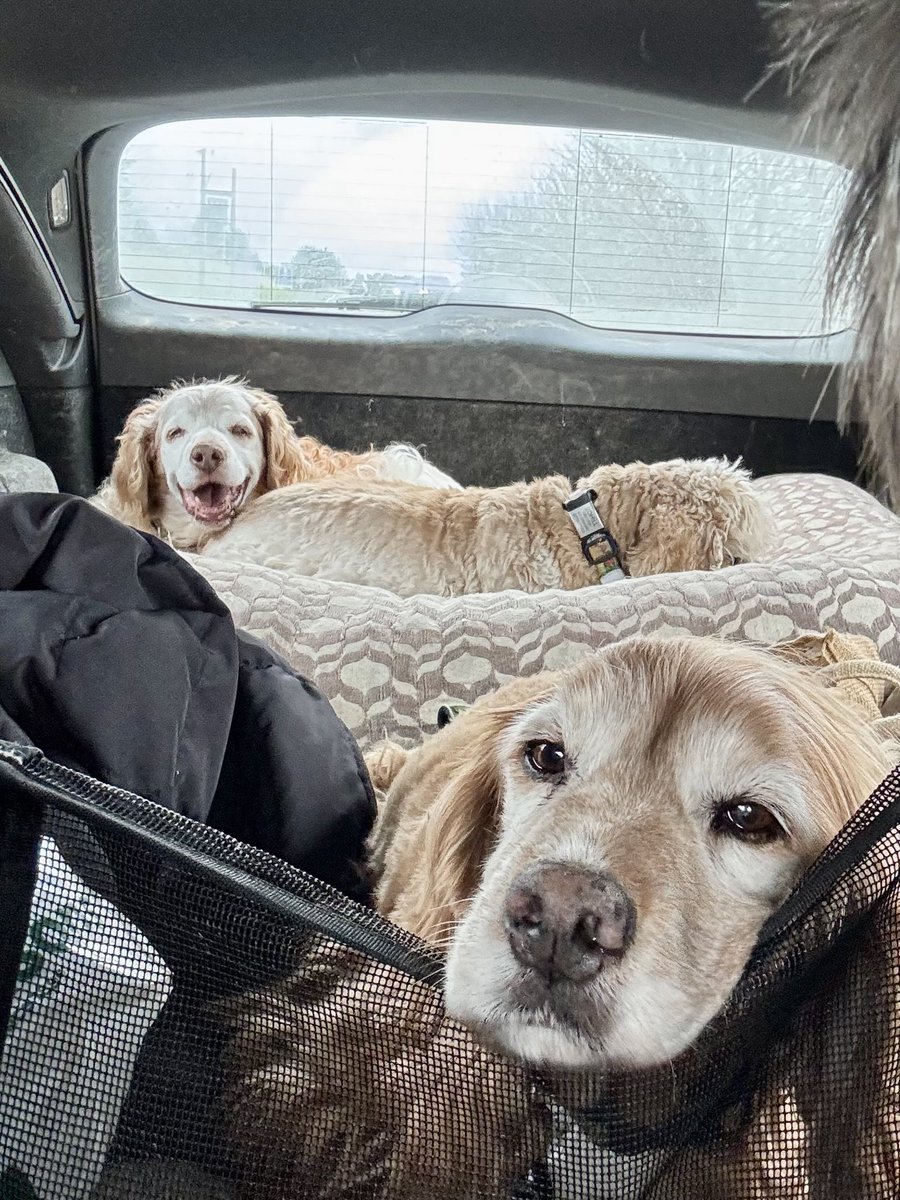 SpanielsSuper's tweet image. Ronnie knows where we are #HappyFace #NearlyThere