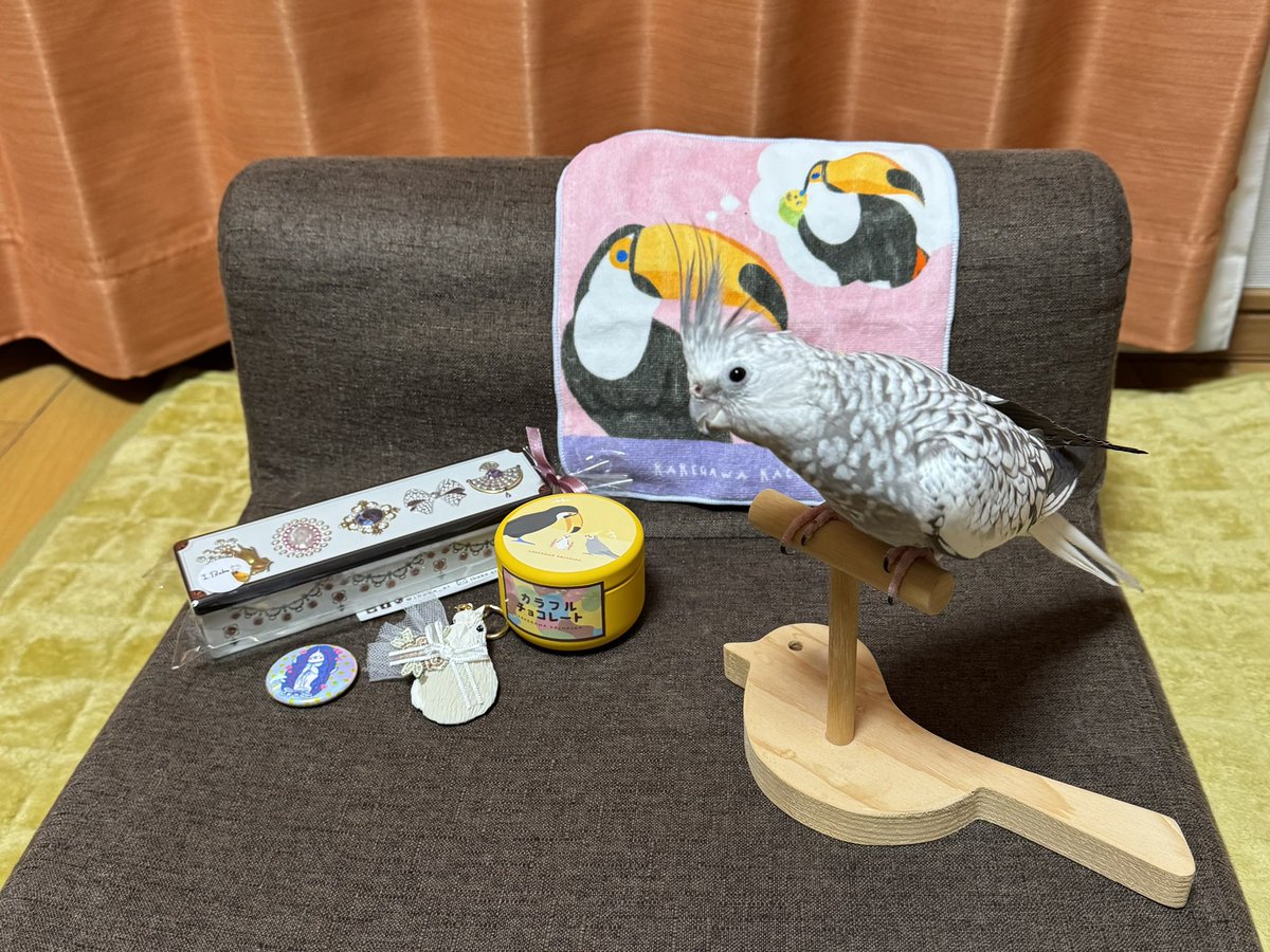 HMiagete's tweet photo. 掛川花鳥園のことり万博に行ってきました💕✨
怖がりながらも記念写真を撮らせてくれたオカメインコのレオです☺️
#ことり万博 https://t.co/8UFTImkdXW