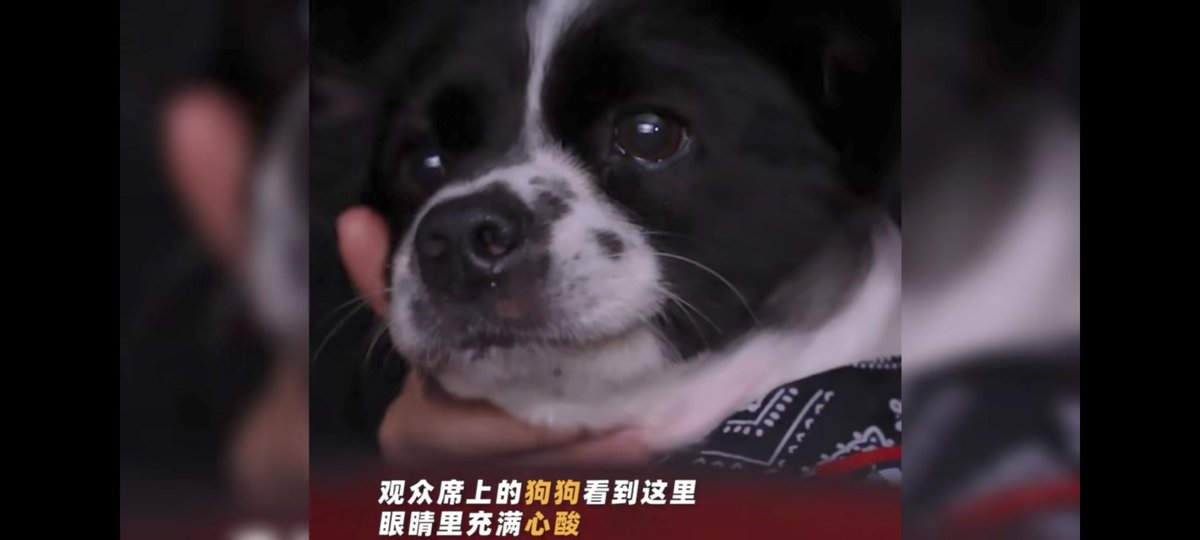 X小红旗 tweet media