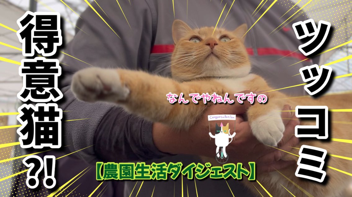 キジトラ・コタローのウキウキDAYS!! on X: キジトラ・コタローのウキウキDAYS!! on X: