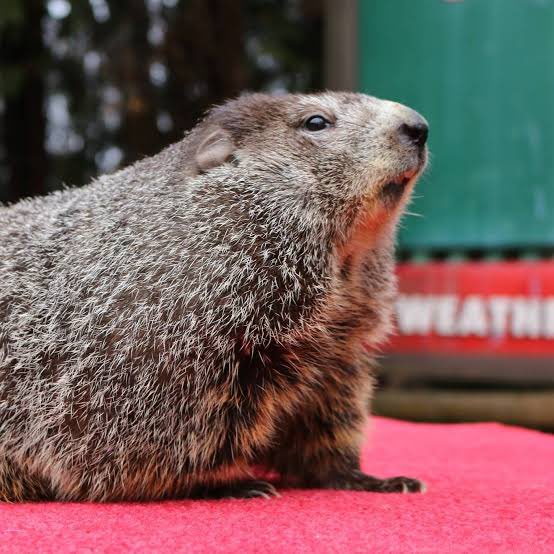 theright_answer's tweet image. Good morning to everyone that knows Punxsutawney Phil is a sellout shill paid by Big Winter.