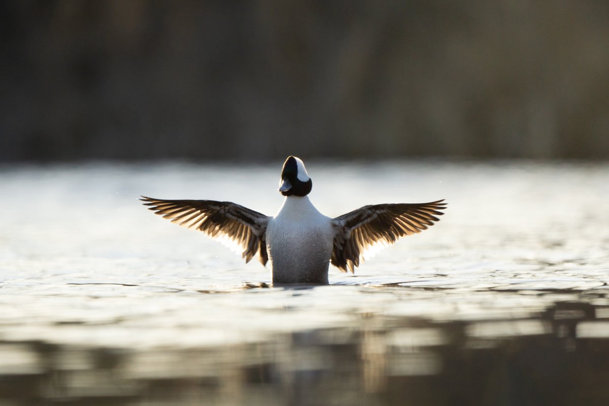 On #WorldWetlandsDay, we’re proud of the over 1 million acres of wetlands we’ve conserved in #Ontario. Today we also celebrate our incredible partners for their shared dedication to protecting wetlands.

Explore a winter wetland today to celebrate! ❄️➡️ loom.ly/uBYEtEs