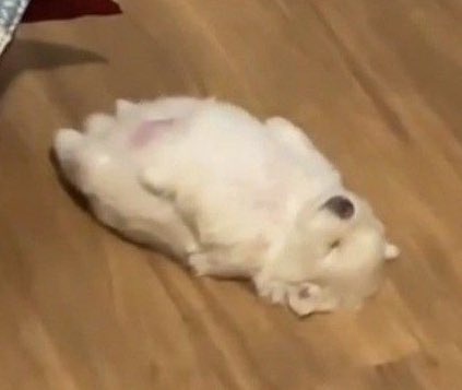 #나도 #띵멍이 #달라고