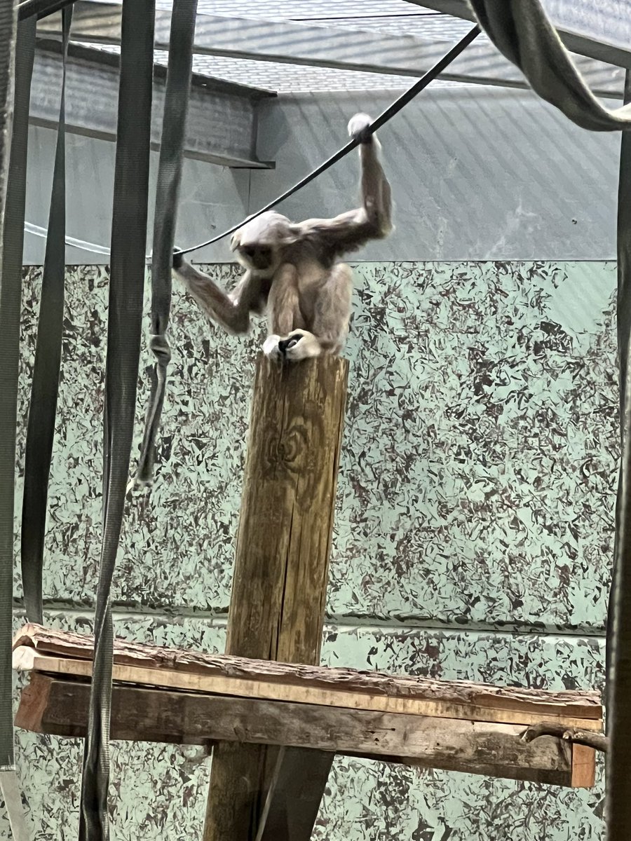 frizma's tweet photo. Visited tycrosss zoo today and get evacuated… probably the tiger or leopard we couldn’t find, been a good day out tho 😊 #tycrosszoo #gooddaytrip #conservation xx https://t.co/khUDG0glUF