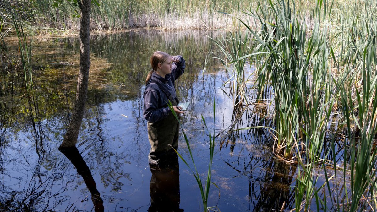TrentUniversity's tweet image. Did you know that Trent is home to two provincially significant wetland complexes? Trent actively protects these valuable ecological assets for future generations as part of the UGN.  Learn more about wetlands and the UGN: ow.ly/mY4A50URt3P
#WorldWetlandsDay