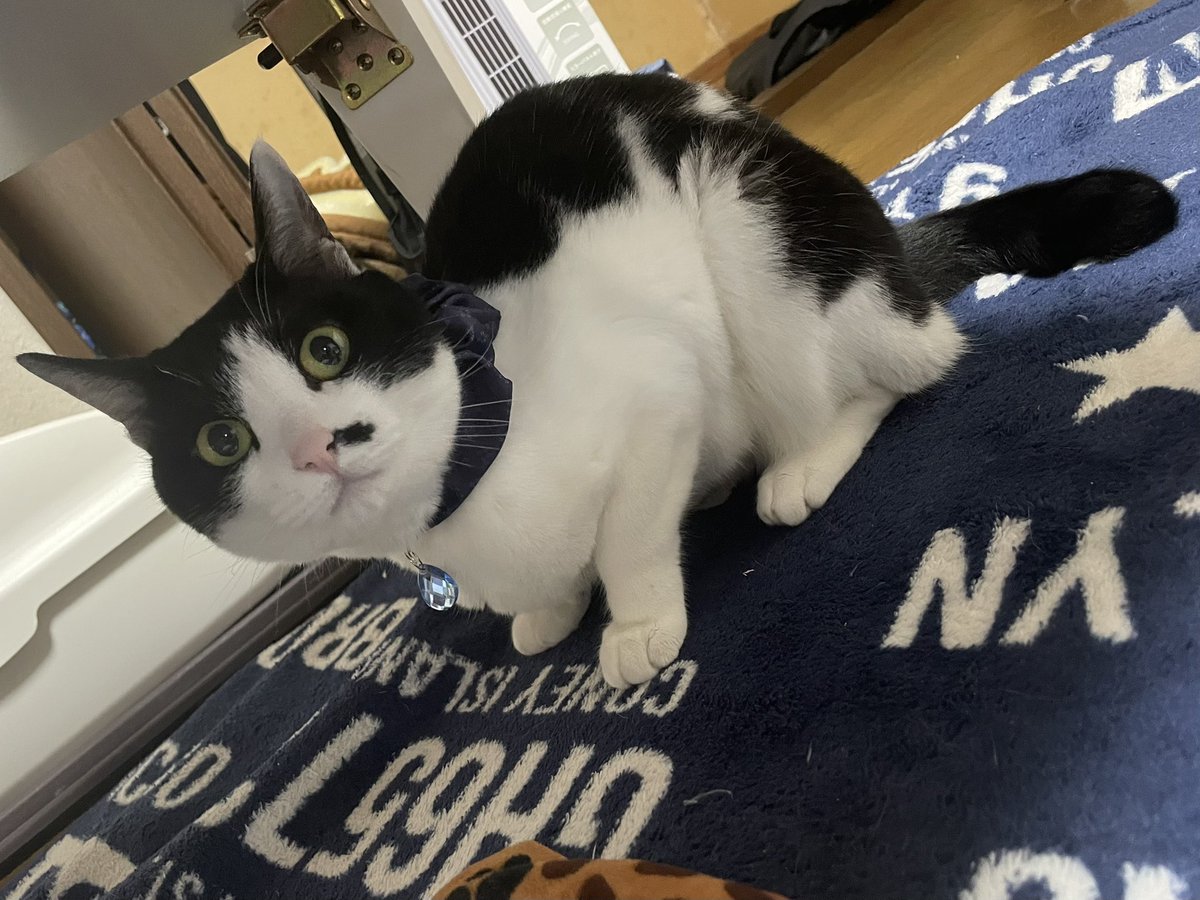 また実家猫に似てる子いた
きょうだい？？？