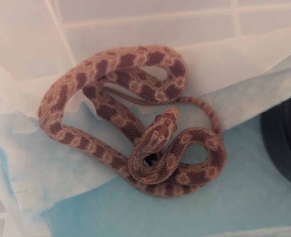 コーンスネークの沙華さんお迎えしました😌😌
一年以上悩んだ