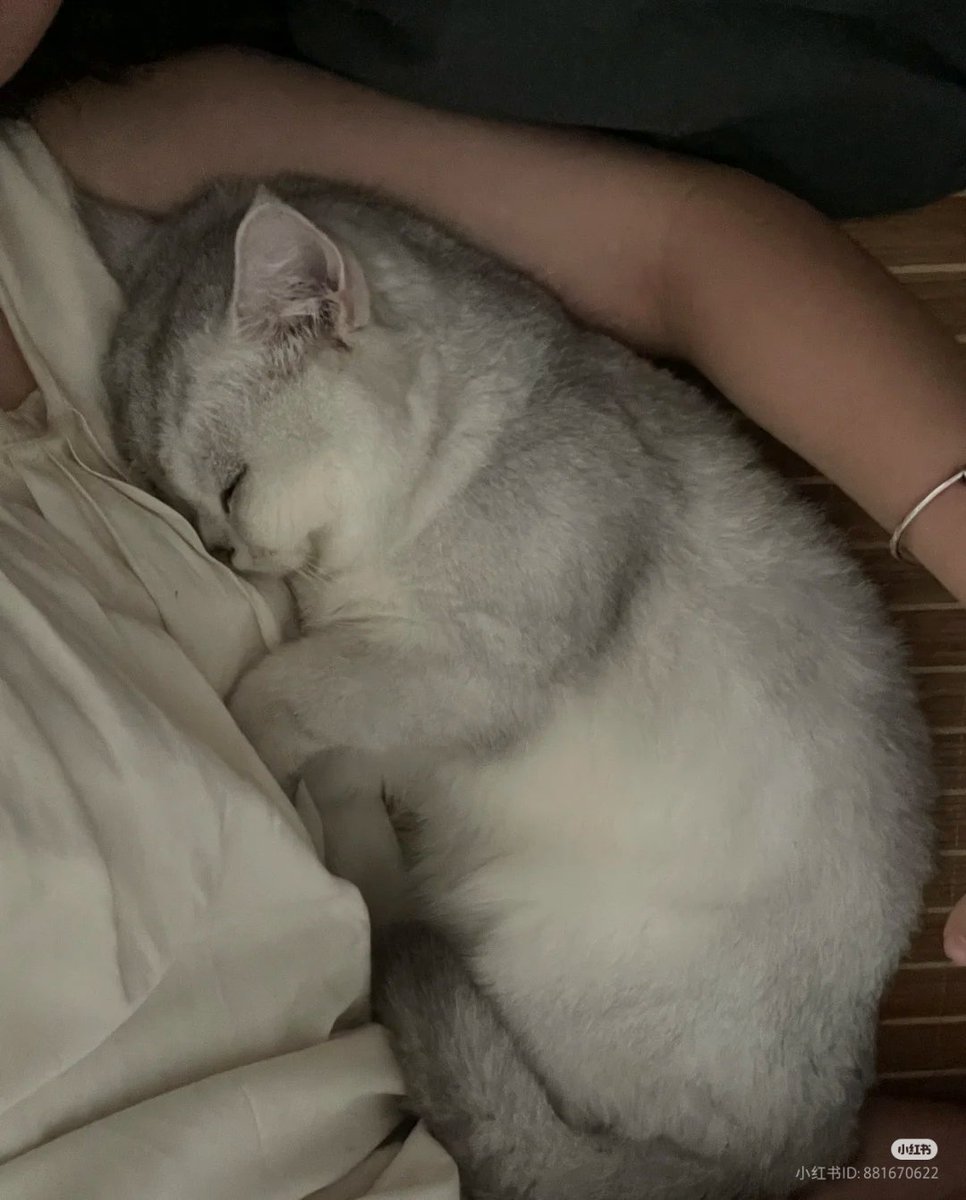 No Context Cats tweet media