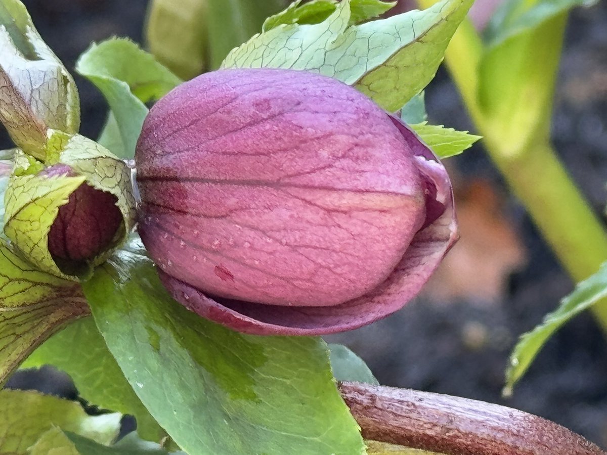 Izabella Niewiadomska โค๏ธ (@nutritiousmind) on Twitter photo Happy Sun Dayโ๏ธ
Loving the moments of silence
in my garden
Basking in the beauty of blooming flowers #helebore
My heart in wonder at the miracles
of natureโฆโค๏ธ
What miracles have you experienced today?โฆ
#CarpeDiem #LoveLife #Grateful <a href="/smaksked/">Smaksked Skรฅne AB ๐smaksked.bsky.social</a> @LavaletteAstrid <a href="/RagusoSergio/">Sergio_Raguso ๐</a> Happy Sun Dayโ๏ธ
Loving the moments of silence
in my garden
Basking in the beauty of blooming flowers #helebore
My heart in wonder at the miracles
of natureโฆโค๏ธ
What miracles have you experienced today?โฆ
#CarpeDiem #LoveLife #Grateful <a href="/smaksked/">Smaksked Skรฅne AB ๐smaksked.bsky.social</a> @LavaletteAstrid <a href="/RagusoSergio/">Sergio_Raguso ๐</a>