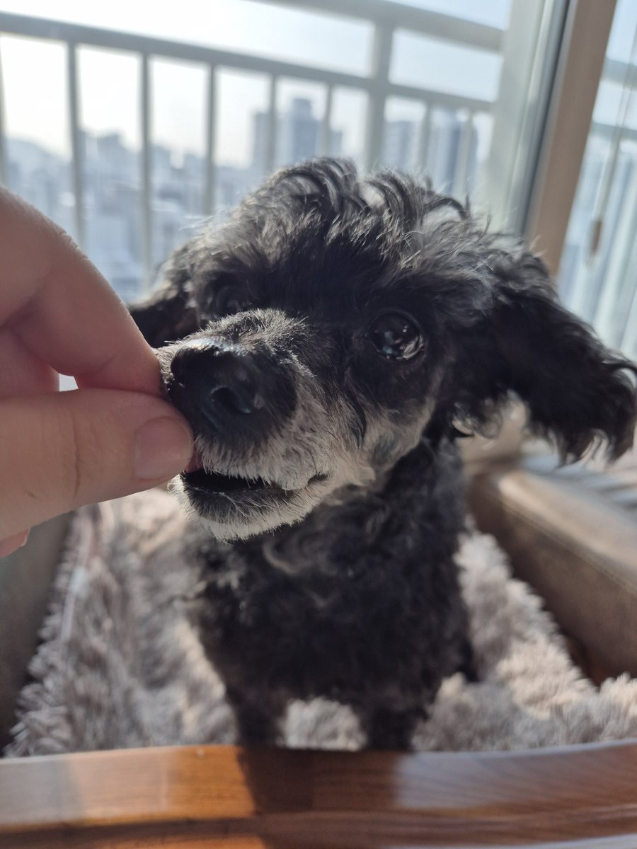 티니는 한두번만 하면 바로 어떻게하면 간식을 더 받아먹을까 주먹만한 머리로 강쥐두뇌풀회전해서 앉아엎드려손이쪽손두손감사합니다까지 다 했었음
밤비는 20번 엎드려를 가르쳤는데 아직도 엎드려를 모름.
...그래 건강하고 행복하기만 해라