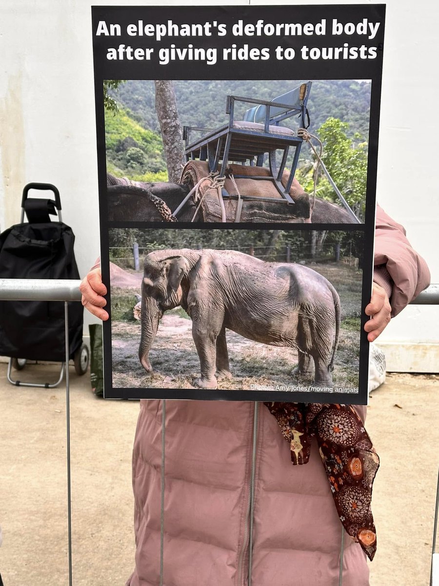 Yesterday, advocates gathered outside the UK’s largest travel show, ‘Destinations’ at Olympia, London, to raise awareness about the cruelty elephants face in tourism and festivals. With powerful banners and informative leaflets, they shared the harsh realities elephants endure.