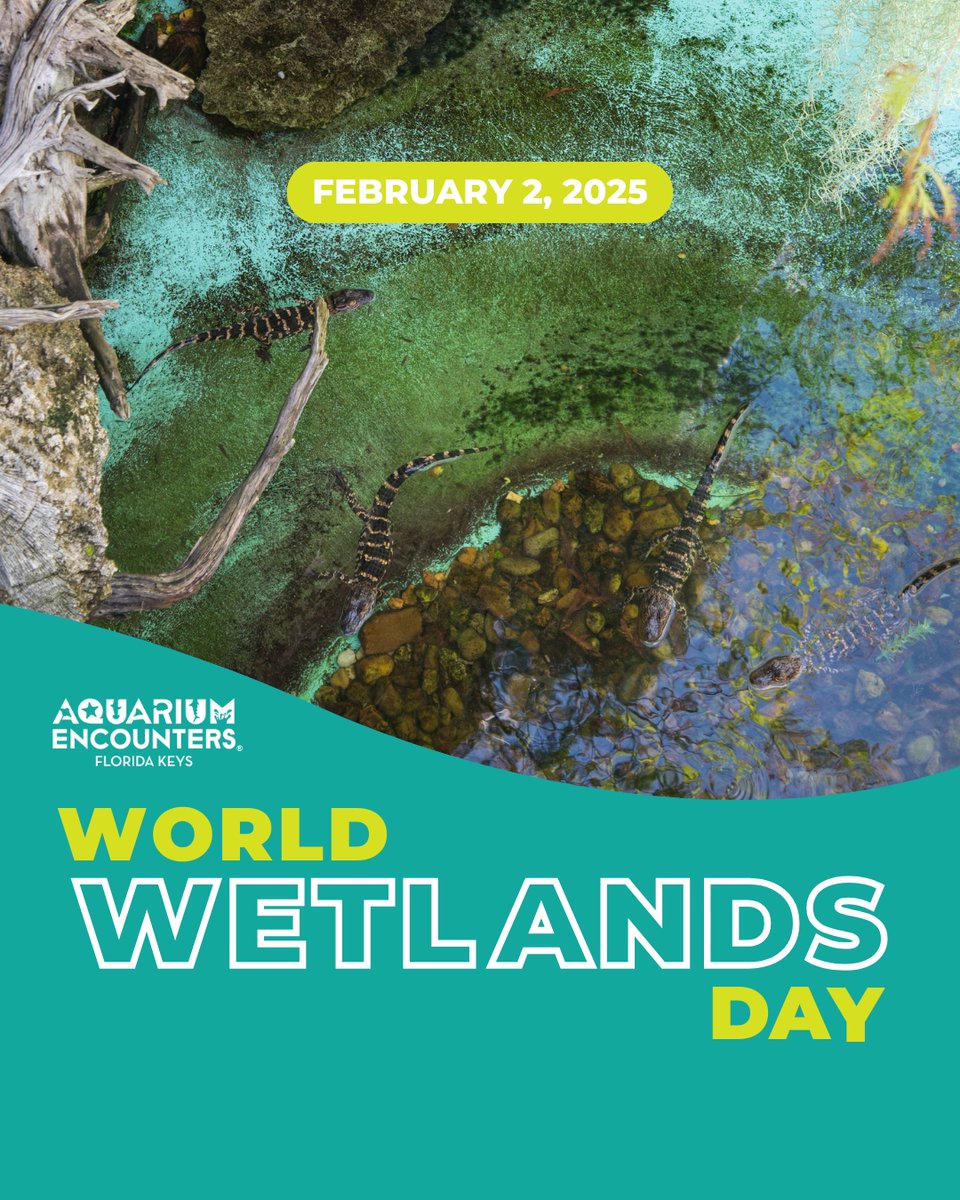 FLKeysAE's tweet image. 🌿 Celebrate World Wetlands Day with us at Aquarium Encounters! 🌿 Discover the importance of these vital ecosystems and meet some of the fascinating creatures that call them home. Join us on February 2, 2025!