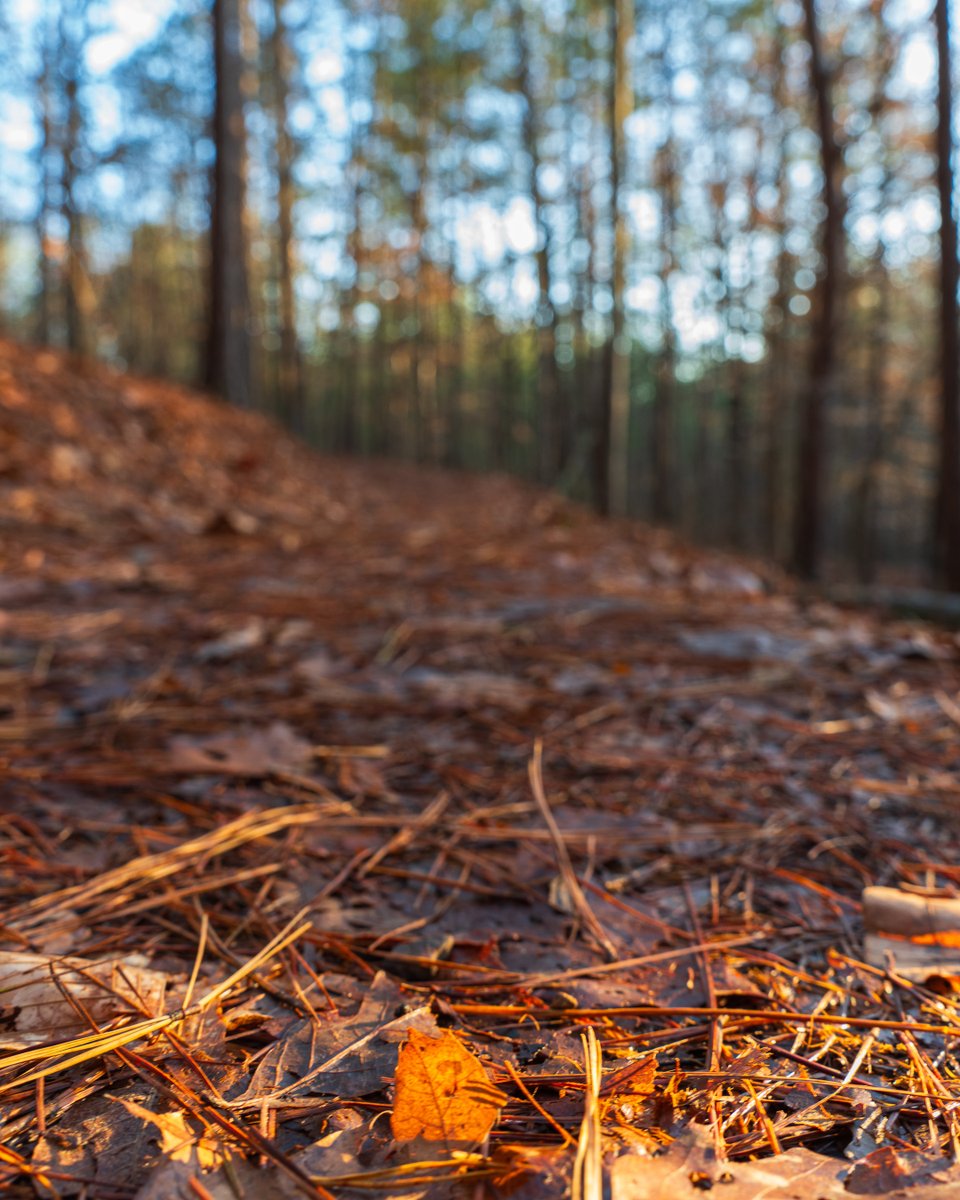 lensscripts's tweet image. A quiet trail walk at Johnston Woods Trailhead 🍂🌞

#johnstonwoodstrail #winterwoods #peacefulhikes #outdooradventures #morningglow #natureescape #outinthewoods #woodland #forestwalk #outdoorlife #hike #traillife #travelusa #sonya7iv #sonyalpha #tamron #tennessee