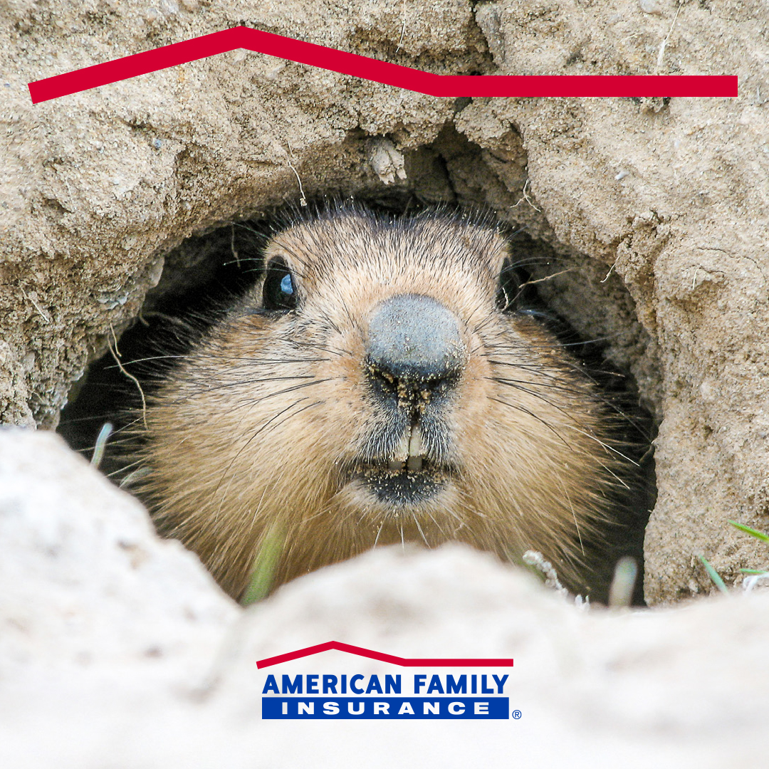 ChicagoDreamAgt's tweet photo. Happy Groundhog Day! Will it be six more weeks of winter — or a month and a half? https://t.co/aetowWx5jy