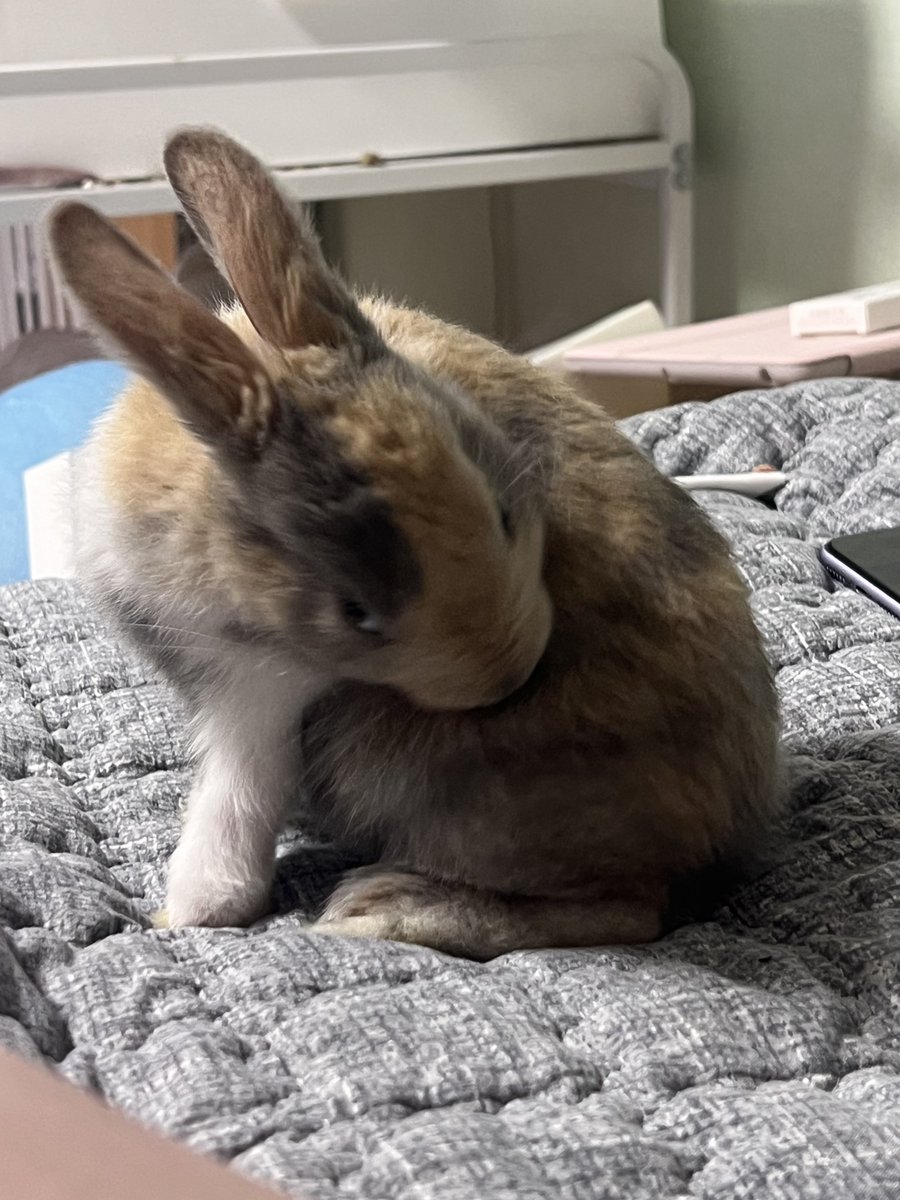 아 그루밍할때
츄릅
츄르릅 하니까
개꼬라봄
흰자보이는거봐 무서워미침