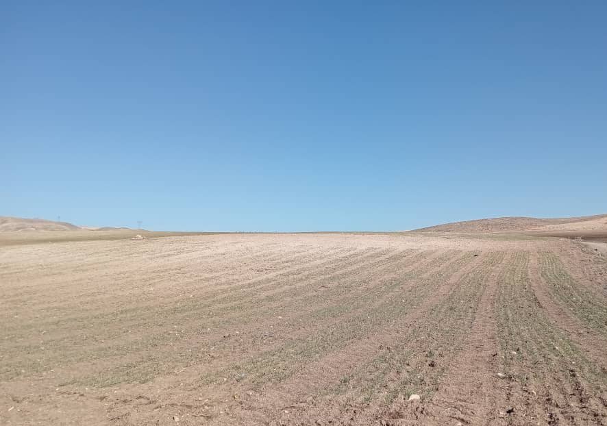 Nacer.louahdi (@louahdinacer) on Twitter photo after a long winter @drought, a good emergence of the <a href="/wheat/">JUANITA Claus</a> and <a href="/barley/">Richard Barley</a> sown under <a href="/agroecology/">Agro Ecology</a> in the <a href="/MountainHer/">MountainHER</a> project <a href="/PrimaProgram/">PRIMA Program Mediterranean Partnership ЁЯЗкЁЯЗ║</a> <a href="/fillobax/">Filippo Bassi</a> <a href="/moonmoona21/">Mouna Meziani</a> <a href="/Visio80/">Andrea Visioni</a> after a long winter @drought, a good emergence of the <a href="/wheat/">JUANITA Claus</a> and <a href="/barley/">Richard Barley</a> sown under <a href="/agroecology/">Agro Ecology</a> in the <a href="/MountainHer/">MountainHER</a> project <a href="/PrimaProgram/">PRIMA Program Mediterranean Partnership ЁЯЗкЁЯЗ║</a> <a href="/fillobax/">Filippo Bassi</a> <a href="/moonmoona21/">Mouna Meziani</a> <a href="/Visio80/">Andrea Visioni</a>