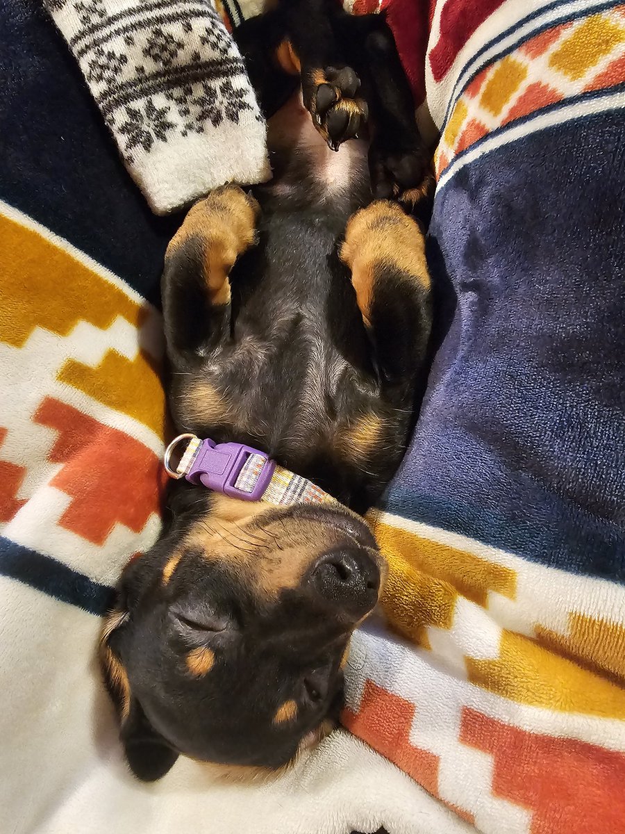 🐾 when I wake up my daddy early on his day off, to go outside, and now I'm gonna sleep while he's sitting here awake 🐾  p.s. I have him wrapped around my paw. haha

#puppylove #Trooper #sleepy #dachshund
