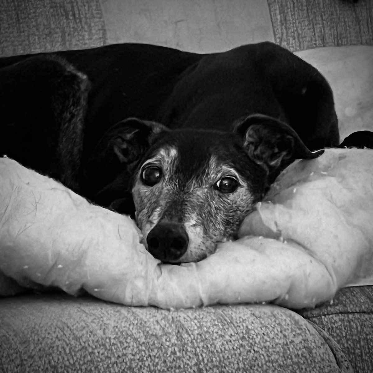 Loafy 🐝🐦🐾 tweet media