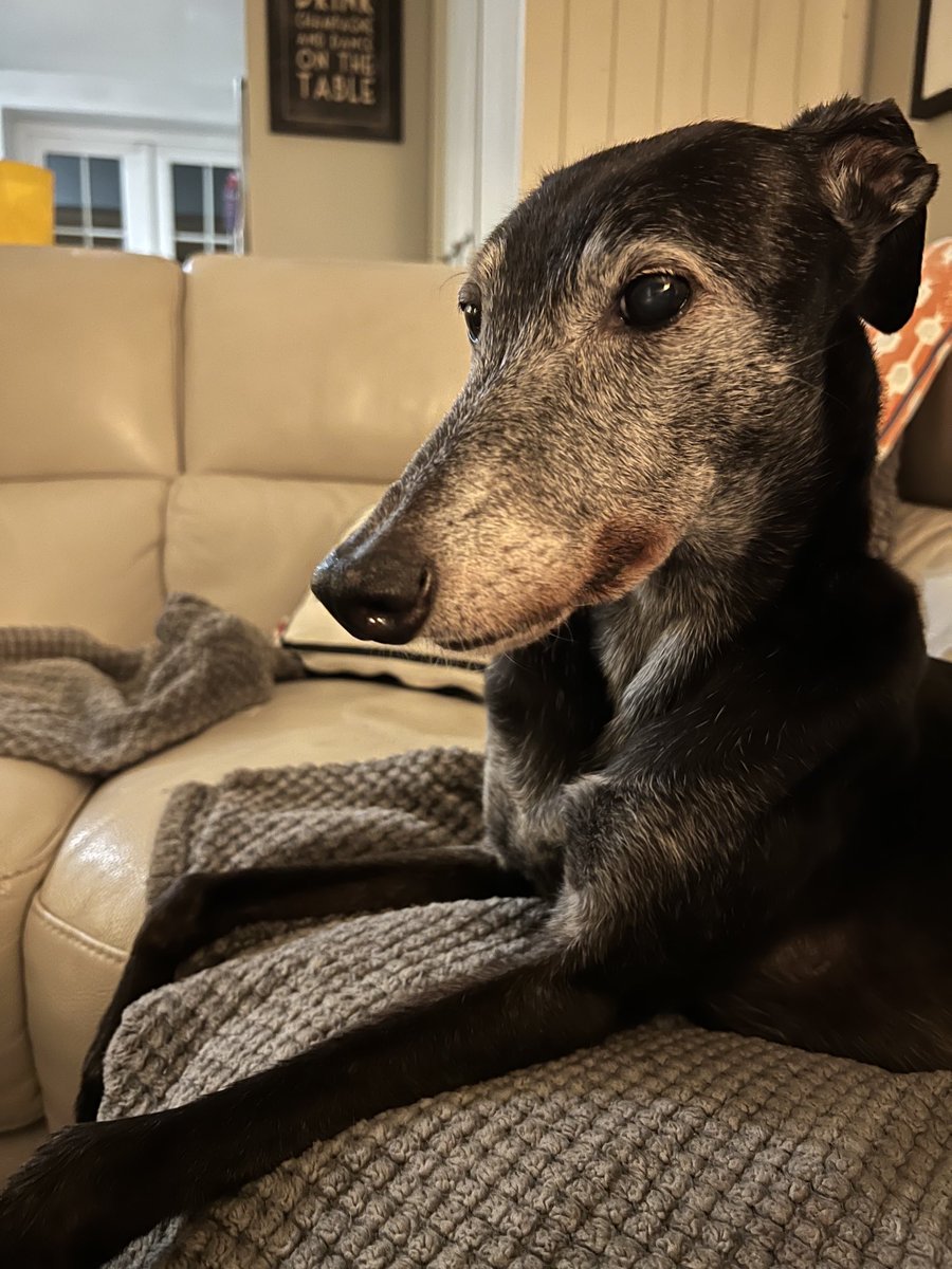 Loafy 🐝🐦🐾 tweet media