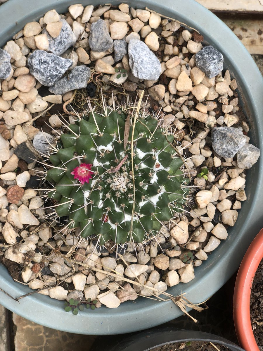 a_agreenspace's tweet photo. Favorite cactus #naturing https://t.co/VZDntIm2TP