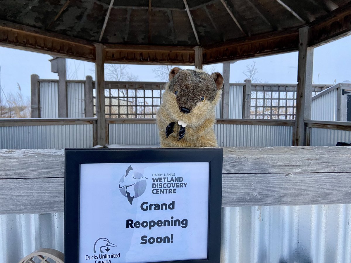 OakHammockMarsh's tweet photo. Happy World Wetlands Day!
Manitoba Merv did not, we repeat did NOT see his shadow!! Looking like an early spring (all being relative for Manitoba of course).
@weathernetwork @weatherchannel https://t.co/pEjWBfMKUv