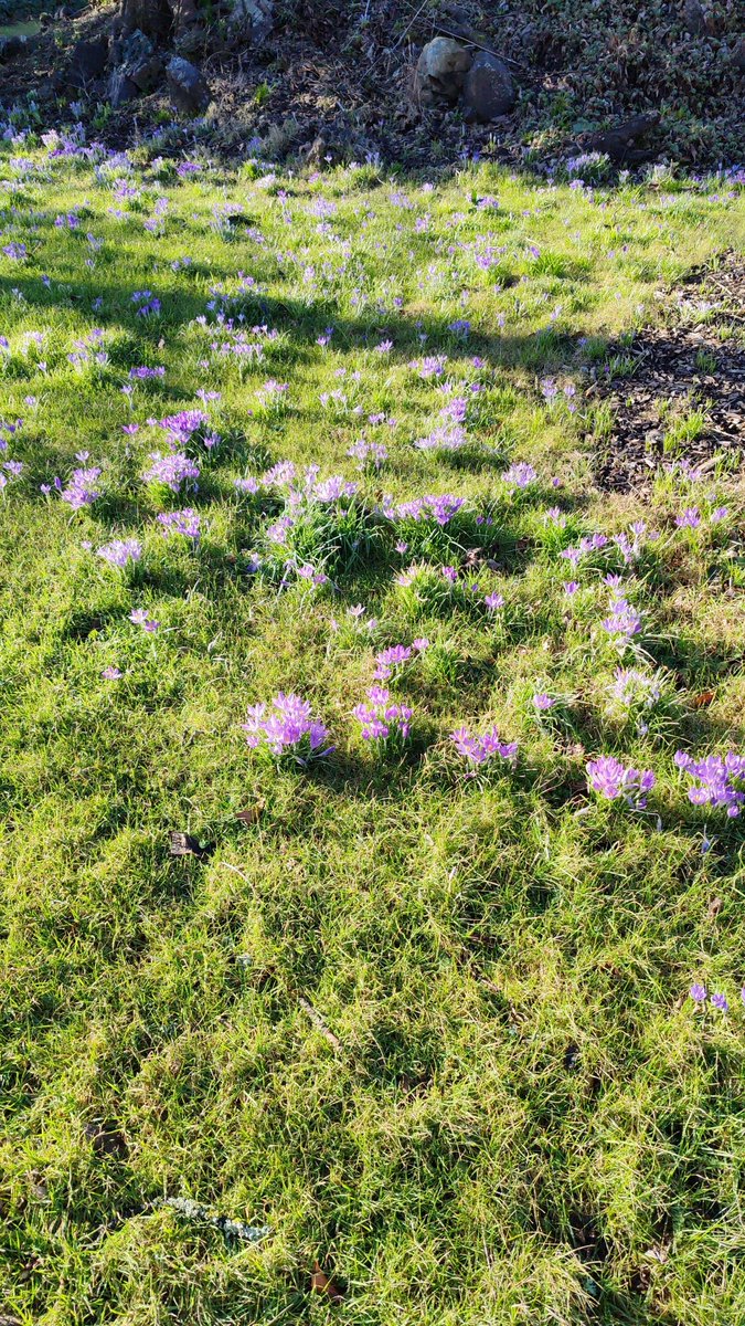 Crocii in the University of Galway. Spring is definitely in the air.
