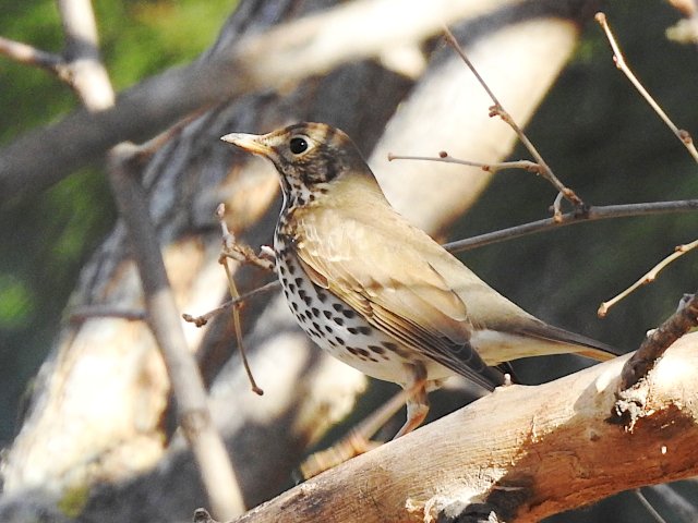 Inventario visual. Parque Tierno. Madrid. Enero 2025.
Completo en el blog de Animalandia:
educa2.madrid.org/.../-/blogs/in…