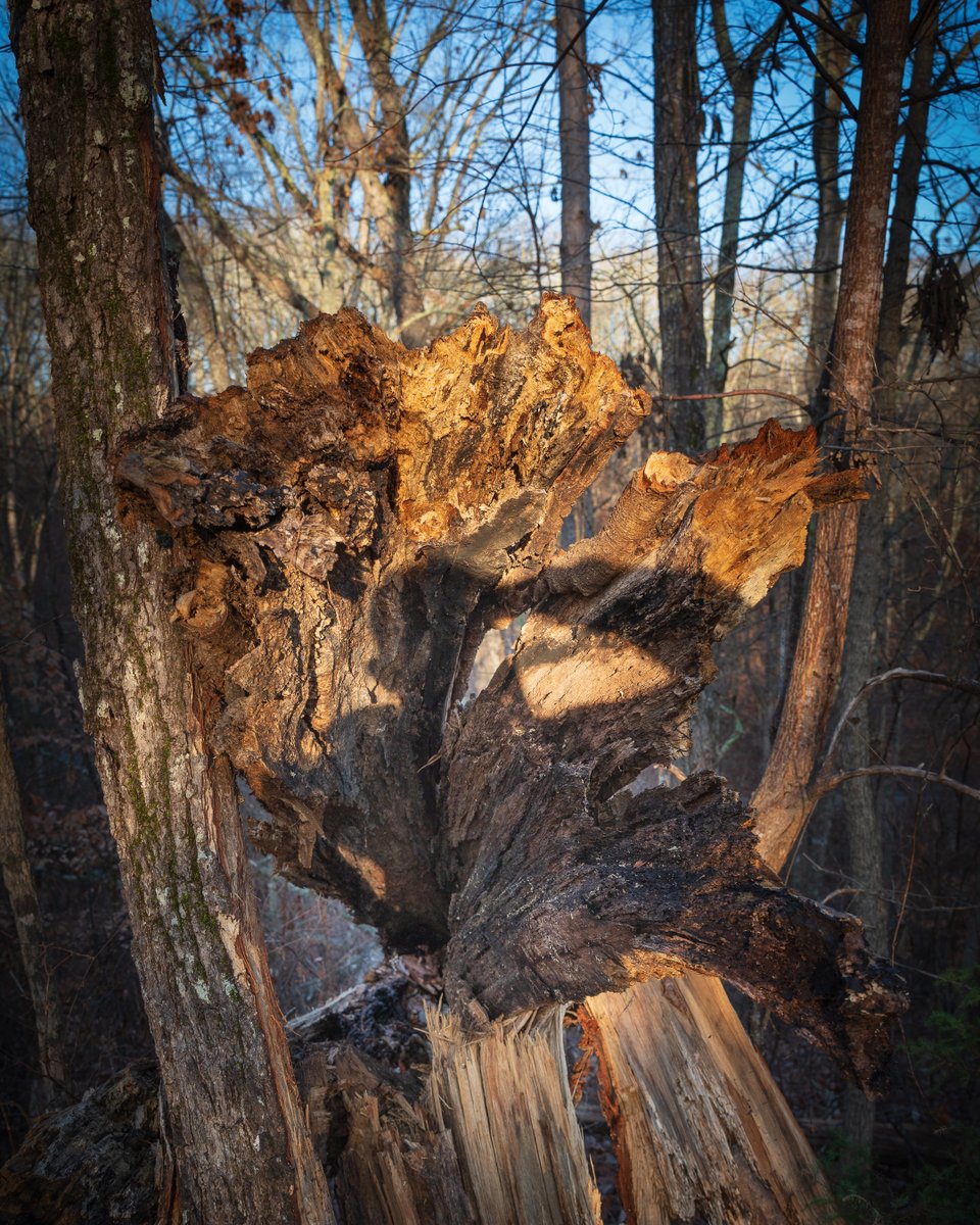 lensscripts's tweet image. Morning trails and fallen trees 🥾

#johnstonwoodstrail #winterwoods #peacefulhikes #outdooradventures #morningglow #natureescape #outinthewoods #woodland #forestwalk #outdoorlife #hike #traillife #travelusa #sonya7iv #sonyalpha #tamron #hikingcommunity #tennessee