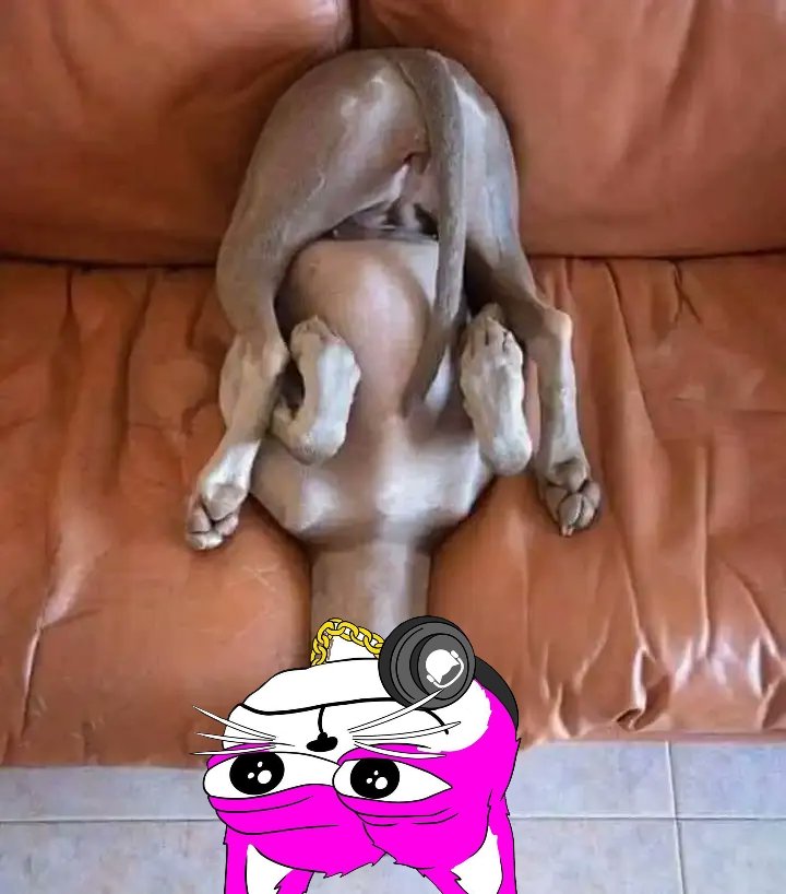 DubcatCTO's tweet photo. #SundayVibes 
That is all.
$DUBCAT https://t.co/SZpuIraUzK