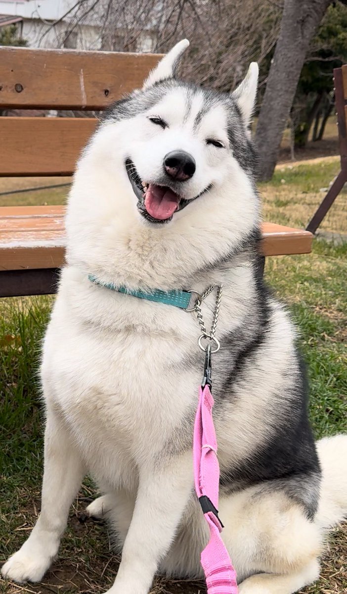 SAPPHIRE_HUSKY's tweet photo. 幸せそうな顔するね https://t.co/XM9mKLuy35