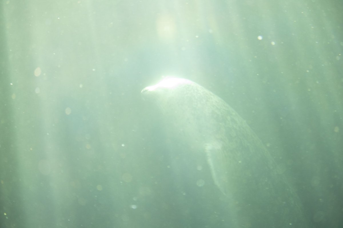 カメラの設定失敗して白飛びしちゃったと思ったけど、最高な展示設計と表情のおかげで最高のゴマフアザラシさんが撮れた🦭

#旭山動物園
#ゴマフアザラシ