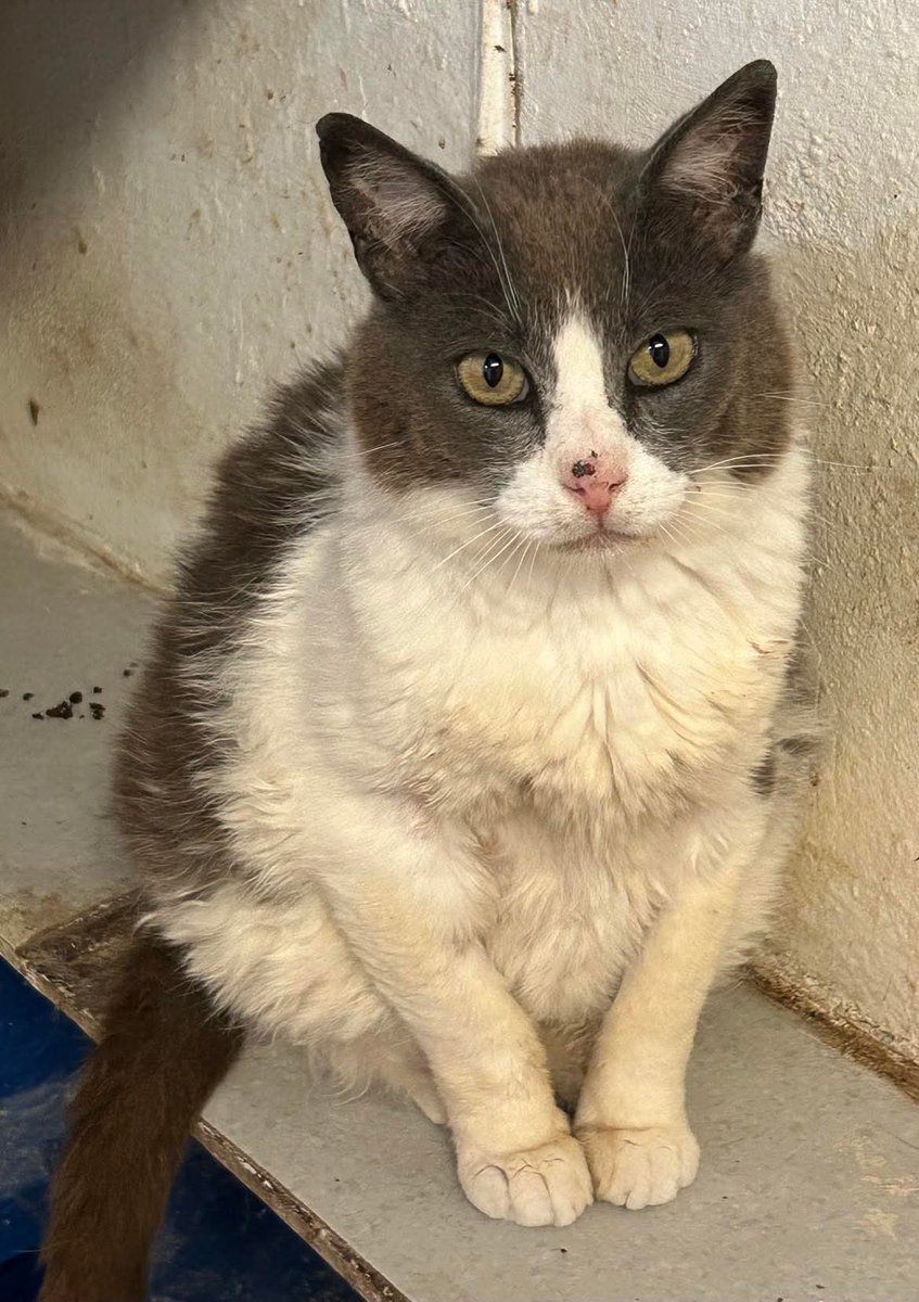 CantabriaFelina's tweet image. El es Zoel.
Uno de nuestros ganes más tímidos, pero muy cariñoso.
El echo de ser tímido le hace pasar completamente desapercibido a las horas de las adopciones, pero nosotros vamos a darle publicidad para que encuentre un #hogar 

#felizdia #kittenlovers #gato #cantabria