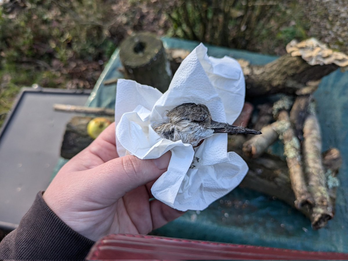 🐟 PlushieTum / A SharpePhotography tweet media