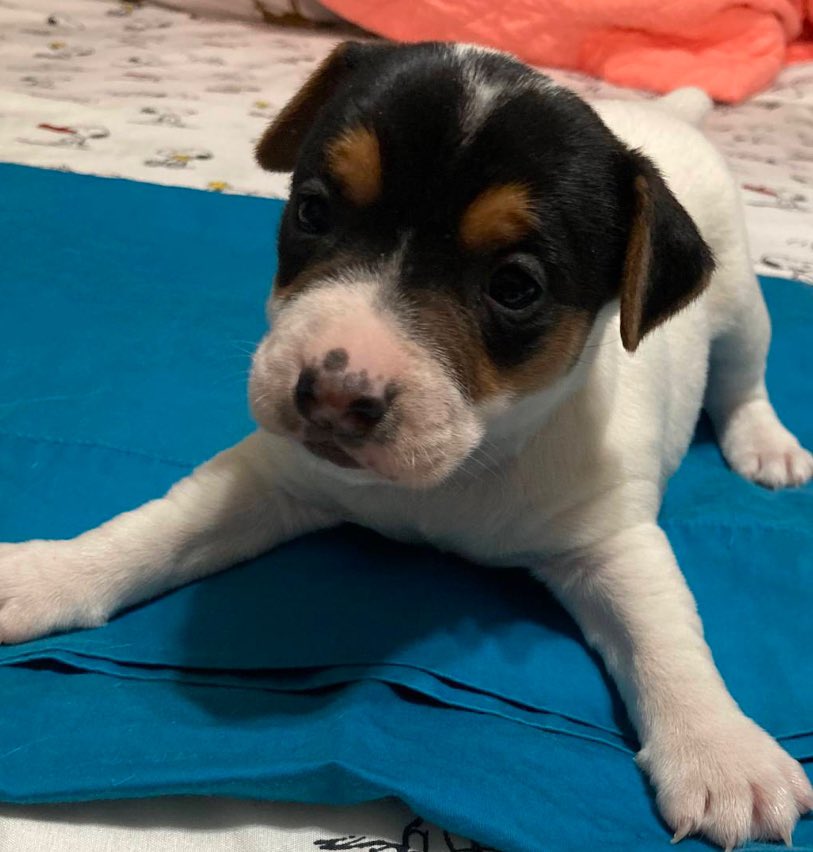 The deposit is down, so I do get to come home with him today…  Sticking with the name “Hank”. ❤️