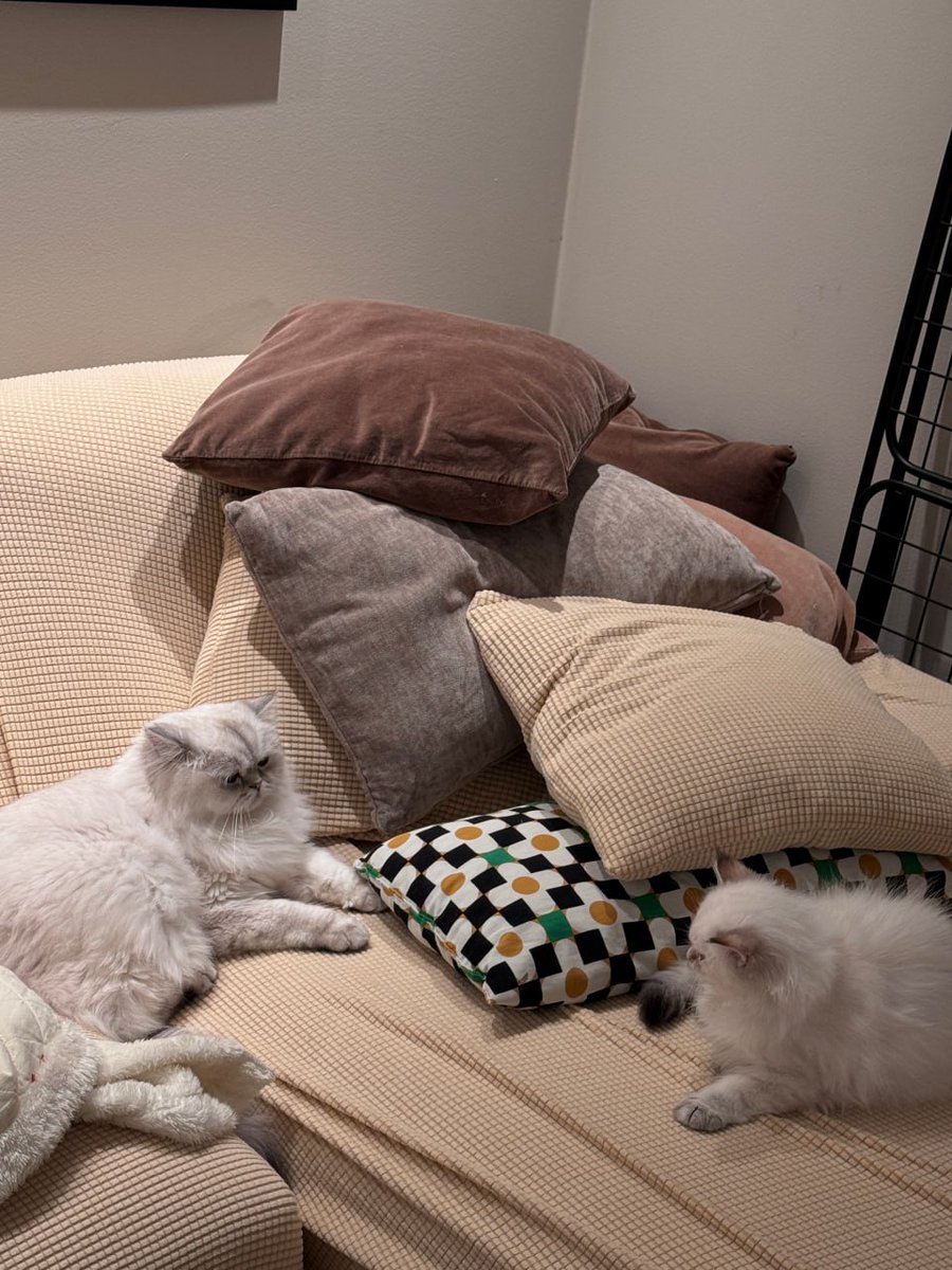 Gail Deckow (@gdeckow79257) on Twitter photo 