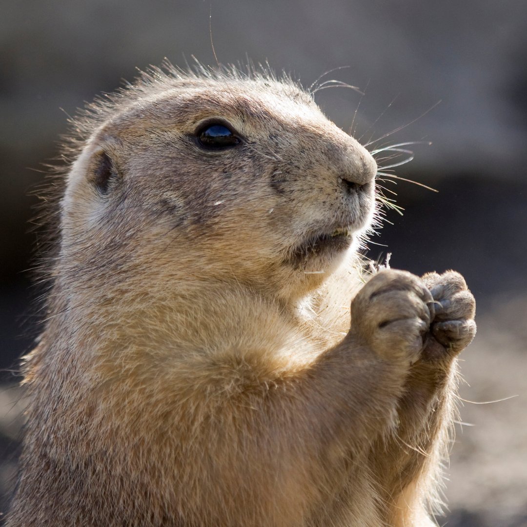 It's Groundhog Day! Don't get caught in an endless loop and come spend a relaxing golf and dining day at Indian Wells Golf Resort!