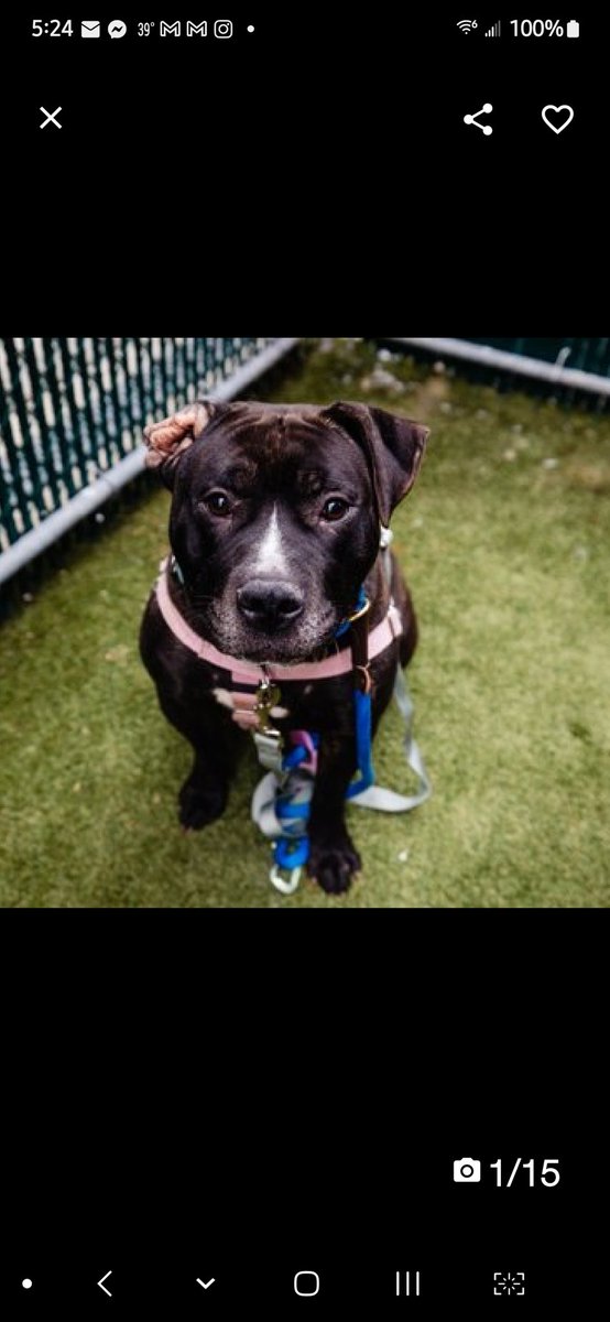 💔Bart💔
#NYCACC #206965 4y
▪️Priority Placement
▪️Long Stay

Precious sweetie's💔, waiting 180 days!
Affectionate, playful, smart, bundle of love!
Concerned abt R ear swelling, needs out asap.
Truly perfect boy deserves loving, N.East #Adopter/#Foster, 2 flourish.

DM