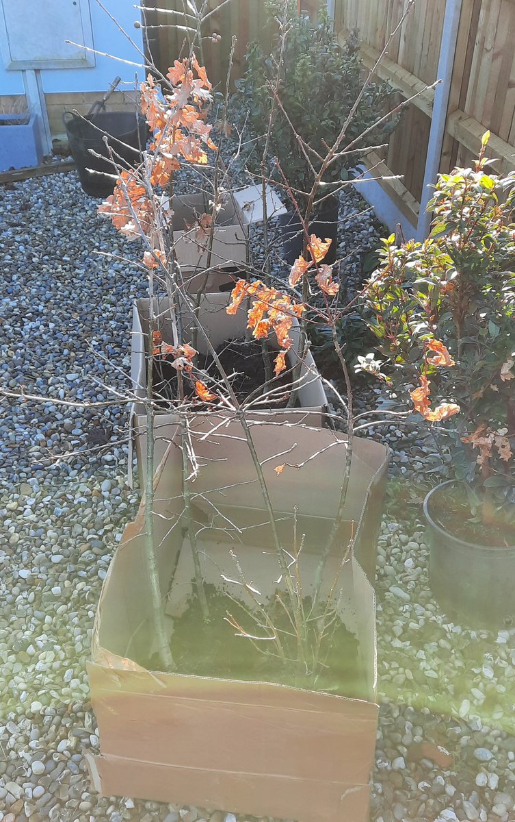 hflurge's tweet photo. Very thankful to our friends in Gosmore for giving 12 lovely oaklings a 'forever home' on this beautiful winter's day. Grow strong, oaklings! 43 so far, 257 to go! #300Acorns @TheKentAcorn @Poetrees1WTP @SAVEDORETREES @nicolakidsbooks @jamescanton https://t.co/PQxM4ck1ek