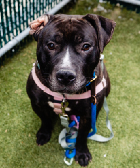 NMBewitched's tweet image. #SaveBart 
nycacc.app/#/browse/206965 
#AdoptMe #RescueMe #FosterMe  

As much as I love his adventerous side 
It is the snuggly side that captures my heart 
That folded ear, infected; yet so charming 
When you sit he is right beside you. Leaning his head in your lap or climbing up