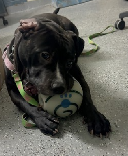 NMBewitched's tweet image. #SaveBart 
nycacc.app/#/browse/206965 
#AdoptMe #RescueMe #FosterMe  

As much as I love his adventerous side 
It is the snuggly side that captures my heart 
That folded ear, infected; yet so charming 
When you sit he is right beside you. Leaning his head in your lap or climbing up