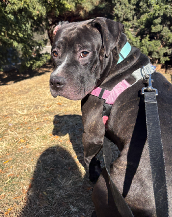 NMBewitched's tweet image. #SaveBart 
nycacc.app/#/browse/206965 
#AdoptMe #RescueMe #FosterMe  

As much as I love his adventerous side 
It is the snuggly side that captures my heart 
That folded ear, infected; yet so charming 
When you sit he is right beside you. Leaning his head in your lap or climbing up